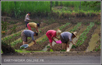 Plantation de riz dans la campagne autour de Yangshuo