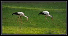 cigognes en couple