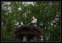 Cigogne dans son nid
