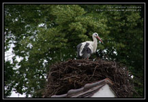 Cigogne dans son nid