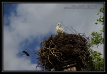 Cigogne dans son nid