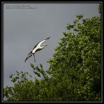 cigogne en vol